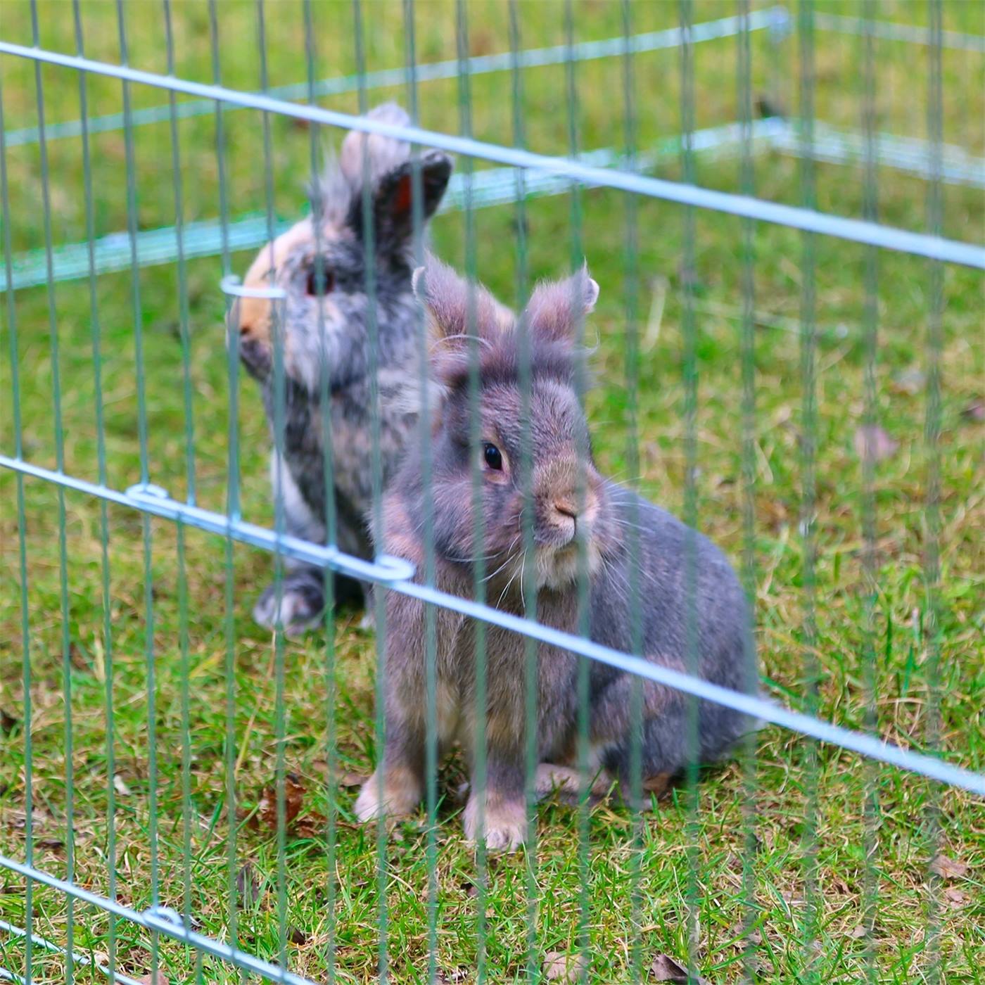 Twee pluizige konijnen, een grijs konijn en een grijs konijn met witte vlekken, zitten op gras in een traliehok dat is gebouwd met het uitbreidingselement voor vrije-uitloopverblijven met ontsnappingsdrempel.