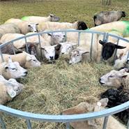 VOSS.farming ronde hooiruif voor schapen met 24 voederplaatsen, palissaden voederruif, Ø 160 cm