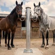 Twee paarden, een bruin en een grijs, staan vastgebonden aan een Growi®-aanbindpaal van 170 cm, gemaakt van rondbuis met een voetplaat (Ø 102 mm), voor een houten stal.