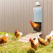 SET: VOSS.farming Poultry Kit - automatisch kippenluik, 430 x 400 mm