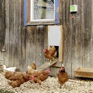 Automatisch kippenluik, elektrische deuropener voor het kippenhok