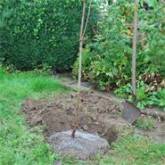 Woelmuiskorf, beschermkorf voor wortels en kluiten van bomen en planten, Ø 60 cm, verzinkt