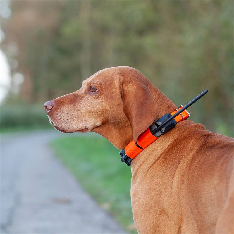 Dogtrace GPS GPS tracker voor honden, voordeelset voor 2 honden "Orange" versie